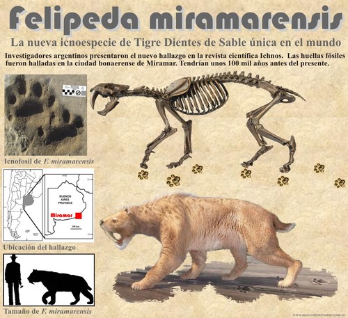 Infografia sobre 'Felipeda miramarensis'/Museo Miramar