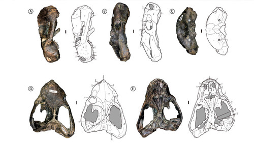 Vistas del cráneo del Vetusodon elikhulu: lateral izquierdo (A), lateral derecho (B), occipital (C), dorsal (D) y ventral (E)/Gentileza investigadores.