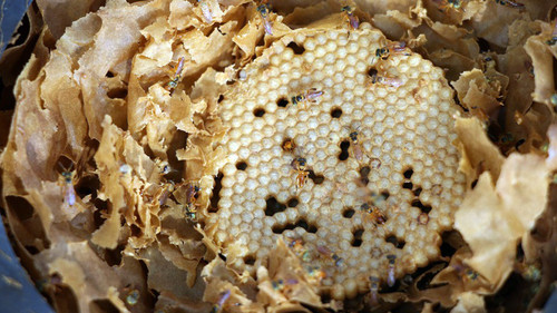 Las meliponas son abejas nativas que no tienen aguijón/CCT Nordeste/Silvana Siviero.