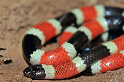 Serpiente del género Micrurus/www.aespac.org