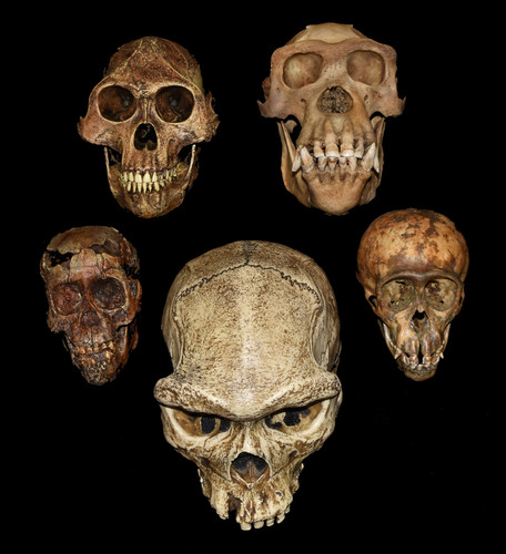 Cráneos de Australopithecus juvenil, Australopithecus adulto, chimpancé juvenil,  chimpancé adulto, y Homo erectus (centro) del  UO Museum of Natural and Cultural History/Tesla Monson. 