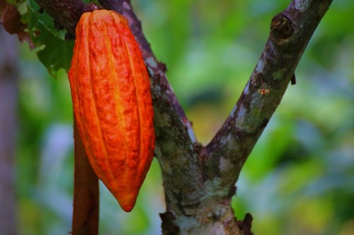 Cacao./CONICET.