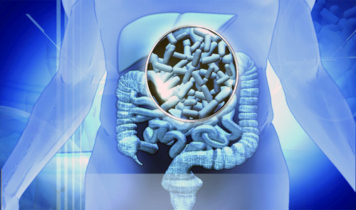 Microbiota intestinal. Imagen: Agencia ID.