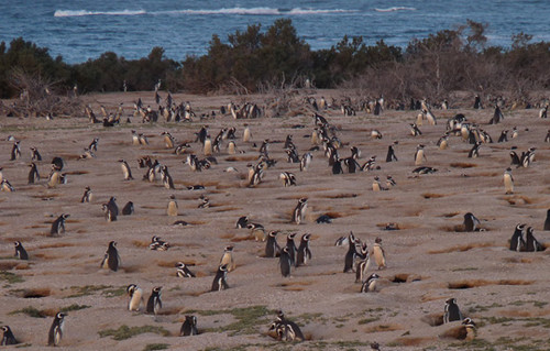 Colonia de pingüinos en Punta Tombo. FOTO: PABLO GARCÍA BORBOROGLU