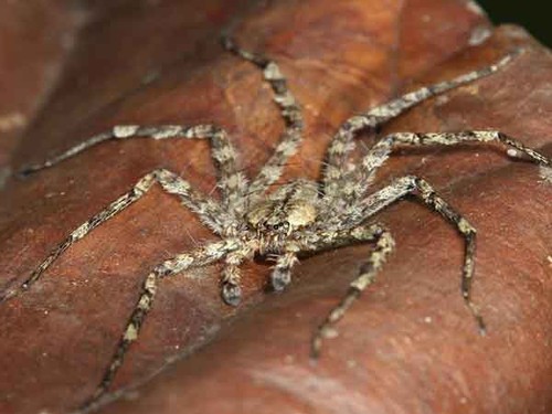 La araña, del género Selenops. FOTO: STRI.