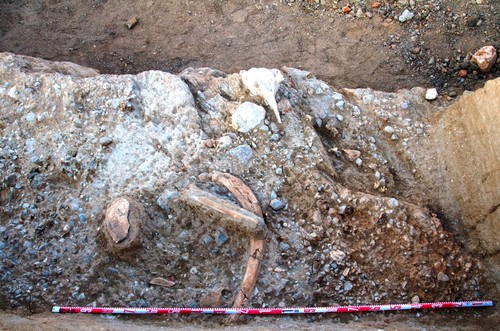 Restos de Elephas (Palaeoloxodon) antiquus y de industria lítica Achelense en los niveles más antiguos de Ambrona (ca. 400.000 años).