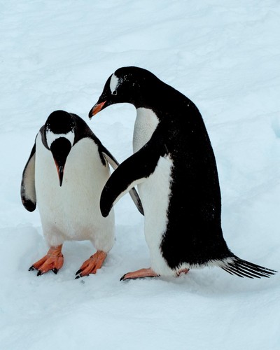 Pingüinos Gentoo en la Antártida/Laurie Goodman