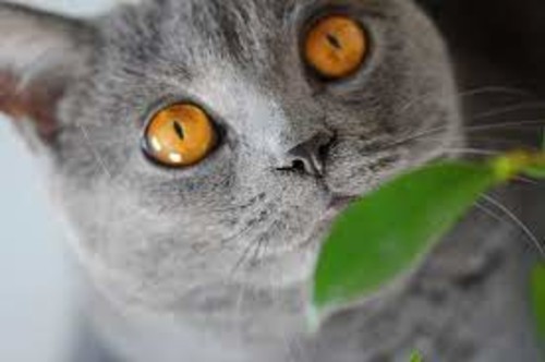 Ojos de un gato. / CIBNOR.