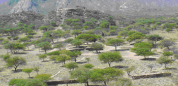 Sitio arqueológico Shincal de Quimivil (FOTO: INFOUNIVERSIDADES).