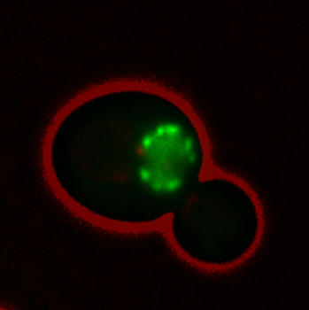 Fotografía de microscopio de fluorescencia de una célula de 'Saccharomyces cerevisiae', en rojo, en crecimiento mitótico expresando una proteína en verde.