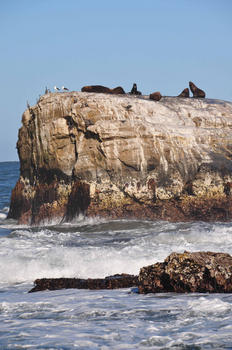 Foto aérea de la isla de Santa María, al sur de Chile. En esta región algunas plataformas marinas se elevaron más de 1.5 metros, dejando a muchas especies, como estos leones marinos, muy lejos de sus lugares de refugio. (Foto: Science/AAAS)