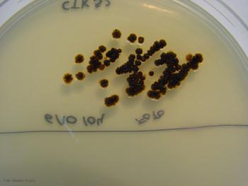 Una de las placas que usan los científicos del Departamento de Microbiología y Genética de la Universidad de Salamanca.