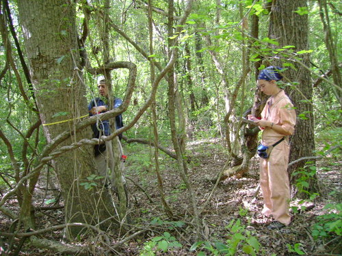 Investigadores argentinos midiendo diámetros de árboles. Junto a colegas de diferentes países estudiaron la evolución de 673 mil árboles de más de 400 especies alrededor del mundo.  Créditos: Gentileza de Cecilia Blundo,