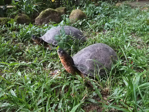 Las tortugas estudiadas habitan en la Reserva Natural El Silencio (Yondó)/Germán Gutiérrez