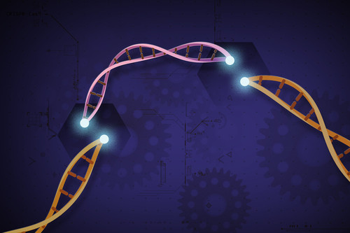 Ilustración simbólica de la técnica de edición genética CRISPR. / Ernesto del Águila, NIH.
