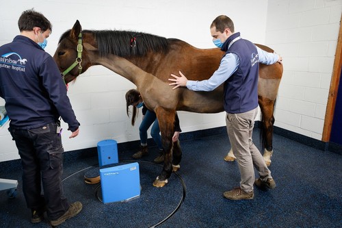 Científicos emplean el dispositivo TAC con un ejemplar de caballo. / Hallmarq Veterinary Imaging.