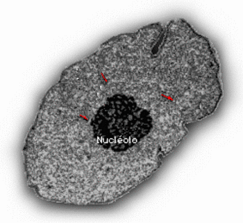 Imagen de la cromatina formando parte del núcleo de una célula.