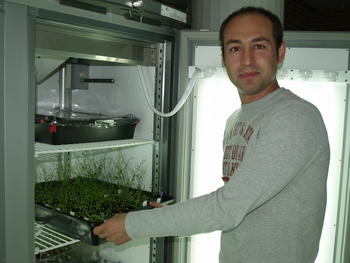 Óscar Lorenzo muestra un cultivo de 'arabidopsis thaliana', el organismo modelo con el que trabaja.