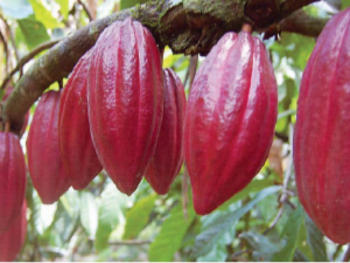 Plantación de cacao (Fotografía: IDIAF)