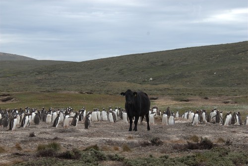 Ganado vacuno y pingüinos, en contacto. Foto: Jacob González-Solís, UB-IRBio.