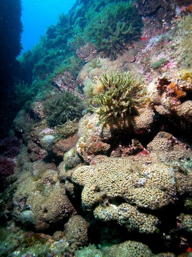 Corales. Foto: UB.
