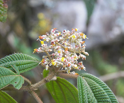 Flores de 'Leandra subseriata'.