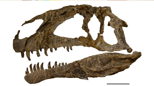 Reconstrucción del cráneo y mandíbulas inferiores del Asfaltovenator, basada ​​en elementos craneales desarticulados/gentileza investigador.