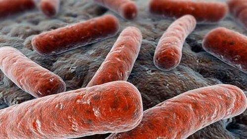 Recreación de la bacteria Mycobacterium tuberculosis que causa la infección pulmonar. / Freejpg.