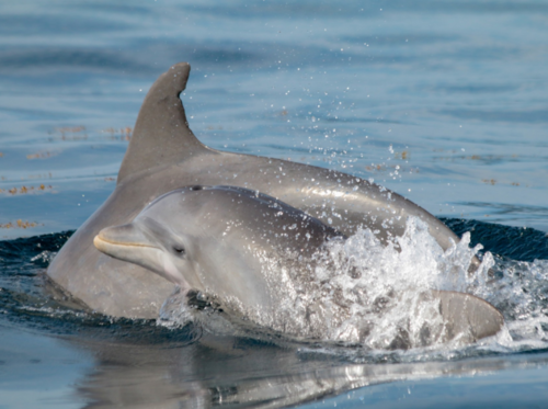 Un delfín nariz de botella hembra y su cría/Betzi Perez