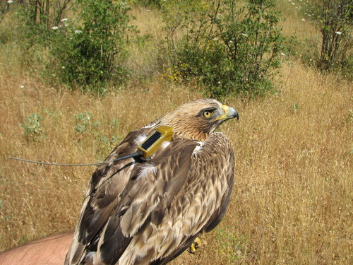 Águila calzada con el emisor para su seguimiento vía satélite. Foto: Javier de la Puente-SEO/Birdlife.