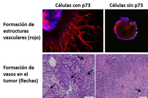 La falta del gen p73 afecta la generación de estructuras vasculares a partir de células troncales (células madre) y disminuye la capacidad de las células tumorales de inducir la formación de vasos sanguíneos que irriguen el tumor (angiogénesis)/C. 