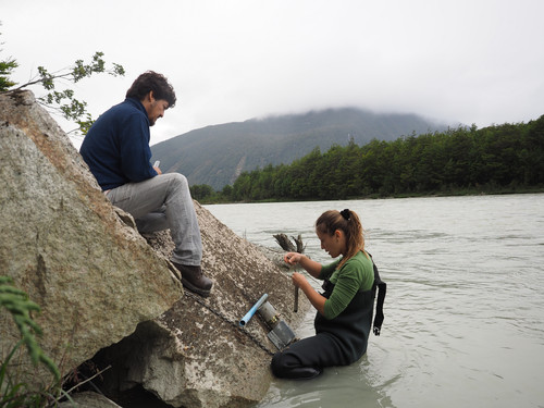 Investigaciones en terreno buscan comprender el ecosistema prístino en Aysén. FOTO: UC