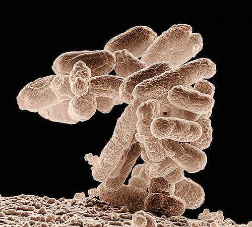 Bacteria E. Coli/UN