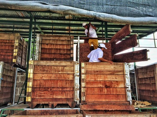 Fermentación de granos de cacao en cajas en Nicaragua/Ingemann Fine Cocoa