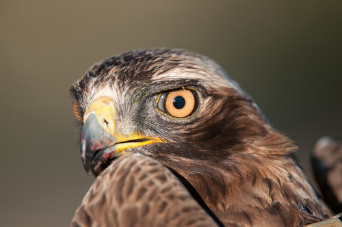 Águila calzada. Foto: Domingo Rivera-SEO/Birdlife.