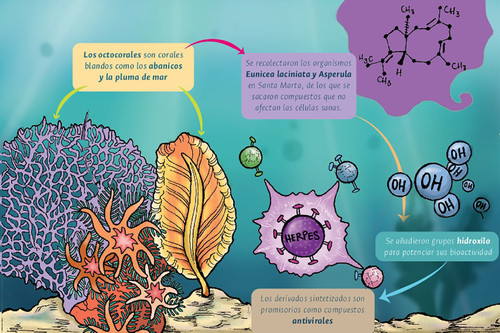 Infografía sobre el potencial antiviral de los octocorales/UN