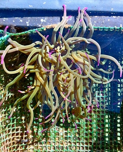 Anémona de mar (Anemonia sulcata). Foto: UGR.