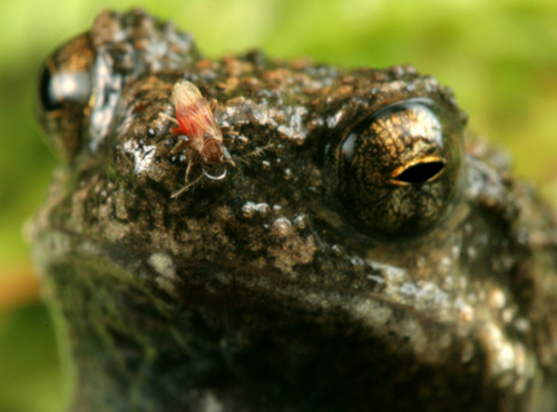 Mosca Corothrella parasitando en una rana macho/Alex Baugh