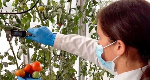 La formulación ha probado aumentar la tolerancia de tomates a la falta de agua y a la salinidad de los suelos.