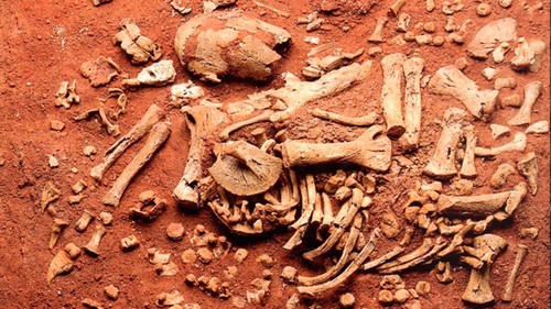 Huesos del esqueleto del feto de perezoso gigante encontrado dentro de su madre. Foto: gentileza investigador.