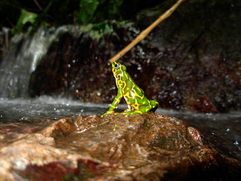 Especimen de una rana arlequín que podría no haber sido descrita todavía por la ciencia y que fue encontrada en las selvas de Colombia (Foto: Marco Rada/Conservación Internacional-Colombia)