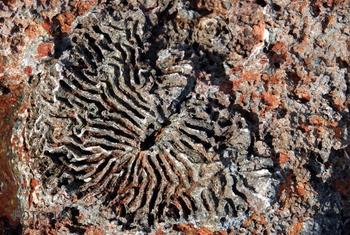 Coral fosilizado.
