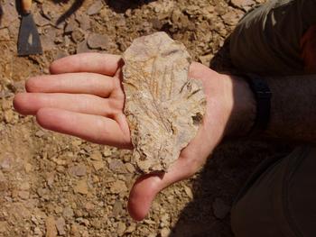 Uno de los paleobotánicos muestra un vegetal fósil de la Sierra de la Demanda.