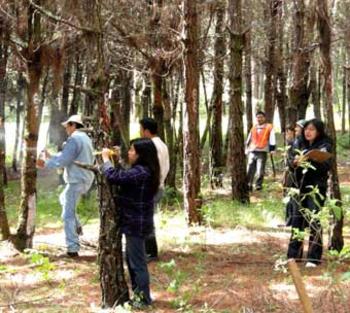 Un grupo de 13 estudiantes y docentes de la carrera forestal del Centro Universitario de Totonicapán (CUNTOTO), de la Universidad de San Carlos de Guatemala (USAC). 