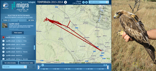Mapa con la trayectoria de un ejemplar de águila calzada seguida vía satélite. Imagen: SEO/Birdlife.