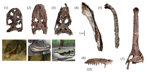 Fósiles de especies de cocodrilos que vivieron juntos hace unos 13 millones de años en lo que hoy es la Amazonia peruana. © Rodolfo Salas-Gismondi