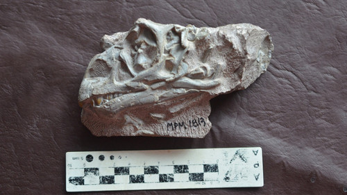Cráneo de Mussaurus en edad juvenil. Foto: gentileza investigadores.