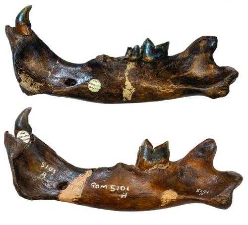 Mandíbulas inferior izquierda de los ejemplares hallados en Ecuador/Ashley Reynolds © Museo Real de Ontario
