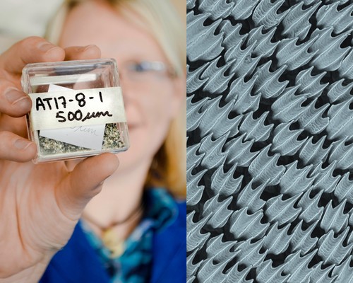 Una muestra luego de ser procesada, revela el diminuto tamaño de los dentículos de tiburón. Crédito: Foto por Isabelle Lee. Imagen de dentículos, cortesía de J. Oeffner and G. V. Lauder.