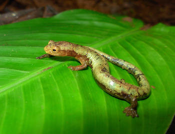 Salamandra del género Politoglossa, aparentemente desconocida por la ciencia hasta ahora. (Foto: Marco Rada/Conservación Internacional-Colombia)